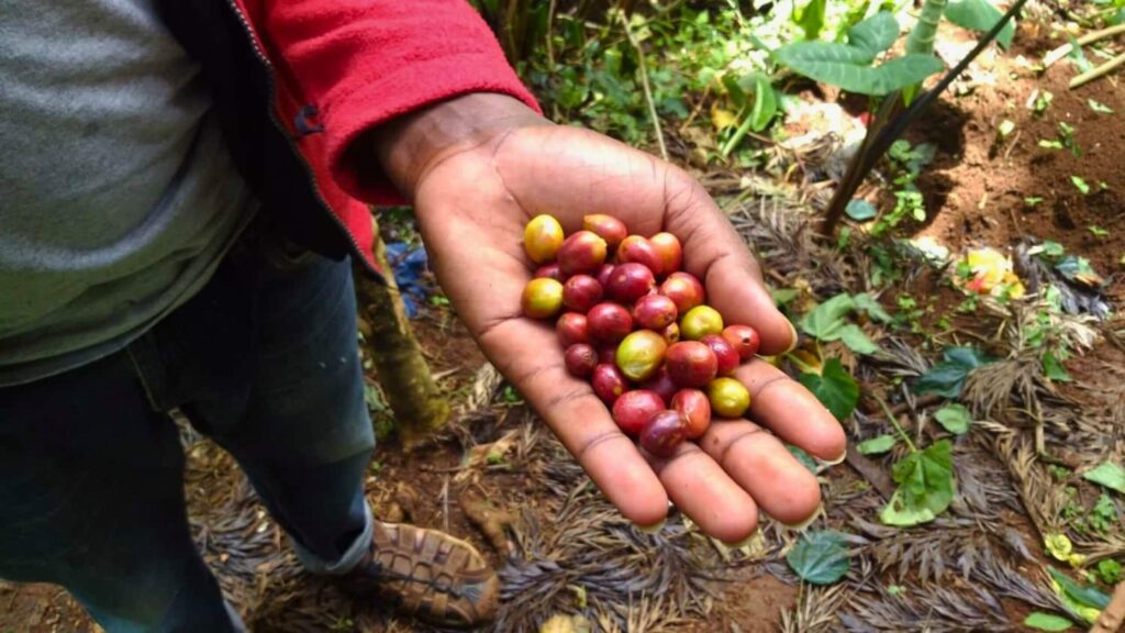 MATERUNI COFFEE TOUR 1