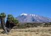 cactus kilimandjaro