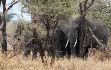 elephants during 3 day safari Tanzania