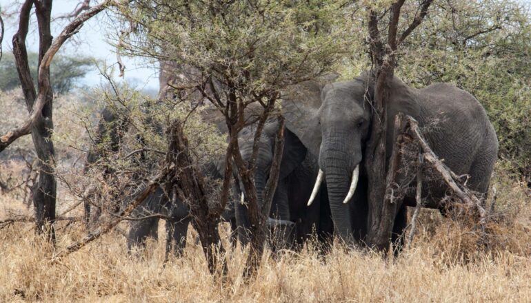 elephants during 3 day safari Tanzania