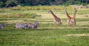 giraffes