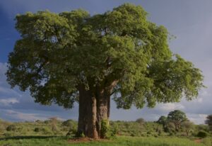 baobab tree