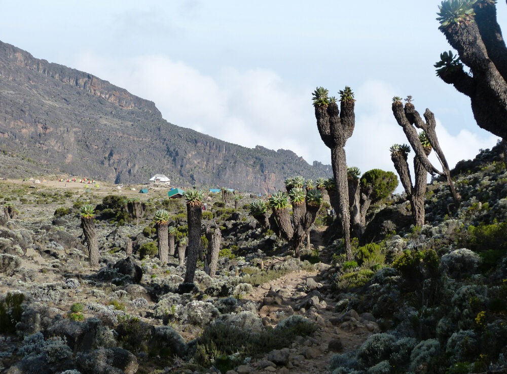 Dendrosenecio-Kilimanjaro