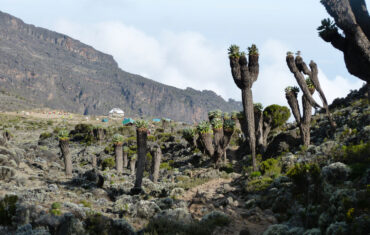 Dendrosenecio-Kilimanjaro