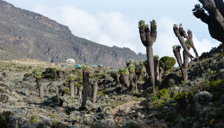 Dendrosenecio-Kilimanjaro